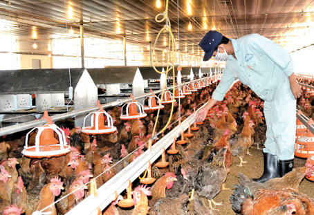 Một góc trại gà giống của Công ty chăn nuôi Bình Minh.