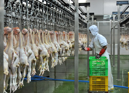 Dây chuyền giết mổ gà tươi sống của Nhà máy D&F. Nhà máy cho biết đã bắt đầu sản xuất trở lại từ mùng 4 Tết (ngày 26-1-2012).