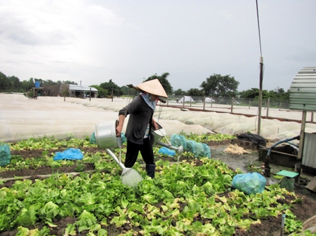 Planting vegetables at Xuan Hiep cooperative in Xuan Loc district.