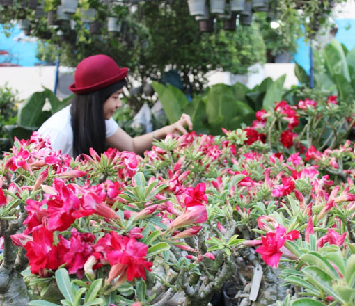 Sứ bonsai