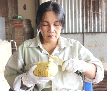 Bà Phạm Thị Tố Nga đang hướng dẫn sơ chế trái cây bán cho các doanh nghiệp sấy khô và làm nước giải khát.