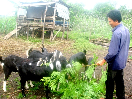 Anh Mai Thanh Triều, Chủ nhiệm Tổ hợp tác rau sạch xã Xuân Tây (huyện Cẩm Mỹ) đang tranh thủ cho dê ăn.