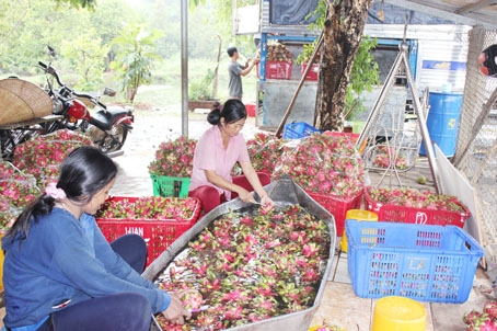 Sơ chế, đóng gói thanh long ruột đỏ cung cấp cho doanh nghiệp xuất khẩu vào thị trường châu Âu tại trang trại của ông Đoàn Trung Ngọc.