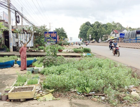 Một số hộ dân ấp Lộc Hòa, xã Tây Hòa (huyện Trảng Bom) đã tận dụng hành lang an toàn trên quốc lộ 1 để trồng rau vừa không đảm bảo có rau sạch vừa gây mất an toàn và tạo cảnh quan nhếch nhác.