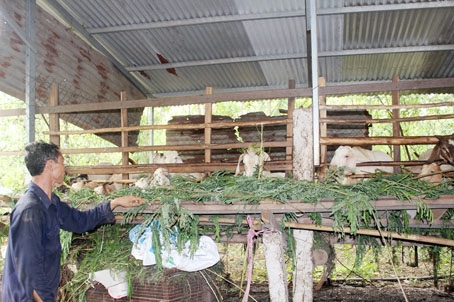 Người nuôi dê, thỏ mong có các cơ sở giết mổ để sản phẩm được kiểm dịch khi ra thị trường. Trong ảnh: Chuồng nuôi dê của ông Trần Văn Hồng, xã Vĩnh Tân (huyện Vĩnh Cửu).