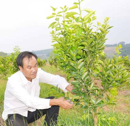 Ông Nguyễn Đăng Khôi bên vườn cam mới trồng.