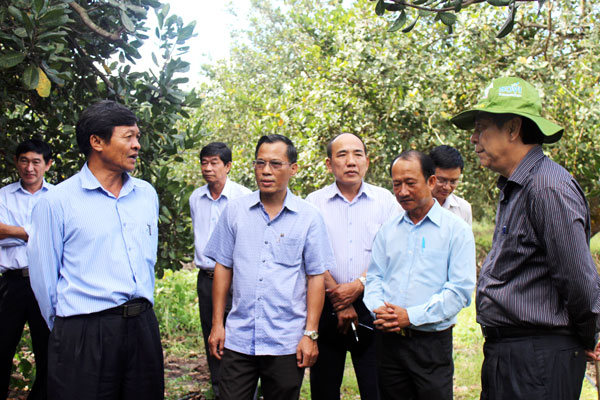 Phó Bí thư thường trực Tỉnh ủy Trần Văn Tư (bìa phải) thăm mô hình trồng xen canh cây ca cao trong vườn điều