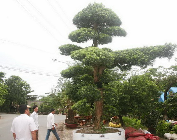 một cây trong cặp Vạn niên tùng do một nhà vườn từ tỉnh Vĩnh Long mang đến giới thiệu và được chào giá 1,35 tỷ đồng