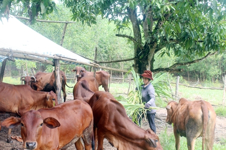 Bà Phạm Thị Thanh (ấp 5, xã Vĩnh Tân, huyện Vĩnh Cửu) vận dụng kiến thức sau học nghề để chăm sóc đàn bò 16 con tại gia đình. Ảnh: N.Sơn