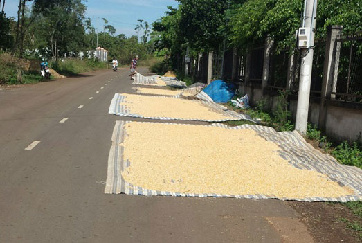 Chiếm dụng lòng đường để phơi nông sản trên tuyến đường liên xã Lộ 25 - Hưng Lộc (huyện Thống Nhất).