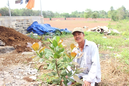 Ông Phạm Văn Tuấn giới thiệu cây điều giống cao sản được ông trồng tại khu vực sân phơi ông mới đầu tư tại xã Hưng Thịnh (huyện Trảng Bom). Ảnh: Lê Quyên