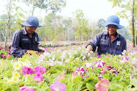 Chăm sóc cánh đồng hoa dạ yên thảo tại Khu du lịch Bửu Long. Ảnh: H.Quân