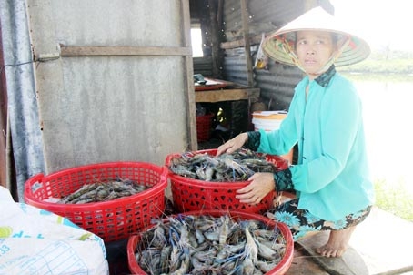 Bà Nguyễn Thị Ty, nông dân nuôi tôm tại xã Trà Cổ (huyện Tân Phú) thất vọng vì không đạt lợi nhuận do tôm chết ngộp khi bắt đầu vào vụ thu hoạch.