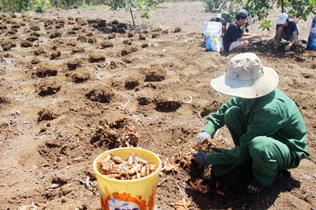 Nông dân thu hoạch nghệ tại xã Đông Hòa (huyện Trảng Bom).