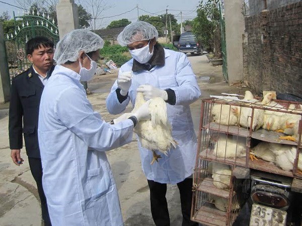 Cán bộ thú y tiêm vắcxin phòng dịch cúm H5N1 cho đàn gia cầm. (Ảnh: Hải Yến/TTXVN)