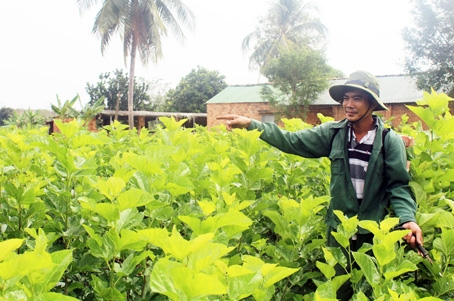 Vườn trồng dâu lai cho năng suất cao của ông Vũ Duy Thanh (ấp 12, xã Đắc Lua, huyện Tân Phú).