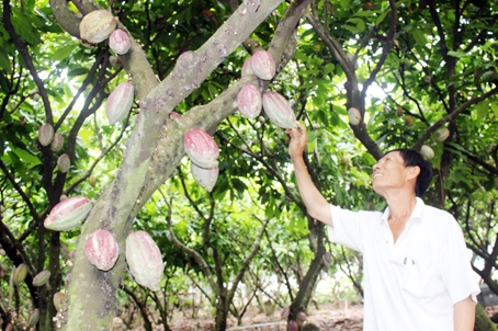 Nhiều nông dân tham gia dự án cánh đồng lớn cây ca cao đã tiếp cận được gói cây ưu đãi. Trong ảnh: Nông dân trồng ca cao tại huyện Định Quán.