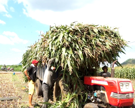 Nông dân huyện Cẩm Mỹ thu hoạch vụ bắp đông - xuân.