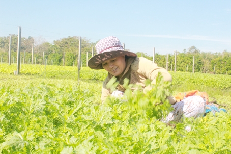 Bà Phạm Thị Nhung, thành viên Tổ hợp tác trồng rau an toàn xã Xuân Phú (huyện Xuân Lộc) đang thu hoạch rau.