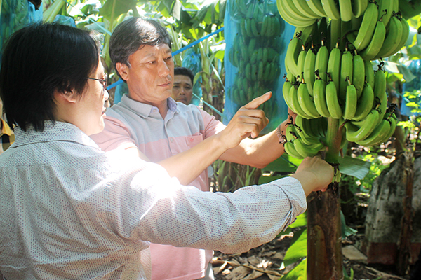 Đại diện Công ty TNHH Globe Farm Việt Nam - chi nhánh TP.Hồ Chí Minh về khảo sát vườn chuối tại xã Thanh Bình, huyện Trảng Bom.