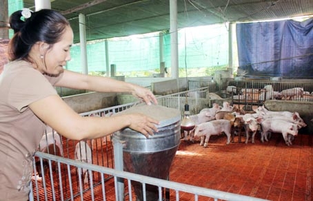 Trại nuôi heo VietGAHP tại xã Hưng Lộc, huyện Thống Nhất.