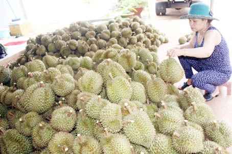 Đầu ra trái cây Đồng Nai vẫn phụ thuộc vào thị trường Trung Quốc. Trong ảnh: Sầu riêng đang sốt giá vì thương lái gom hàng xuất đi Trung Quốc. Ảnh chụp cảnh thương lái mua sầu riêng tại xã Bình Lộc (TX. Long Khánh).