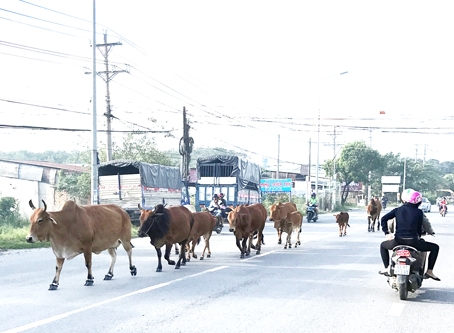 đàn bò “vô tư” đi dạo trên phố