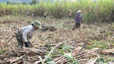 Thu hoach mía (ảnh minh họa)