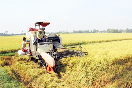 Mô hình cánh đồng lớn sản xuất gạo an toàn của Hợp tác xã Xuân Tiến (huyện Xuân Lộc).