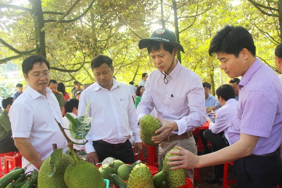 Tổ công tác thăm mô hình trồng trọt cho lợi nhuận cao...