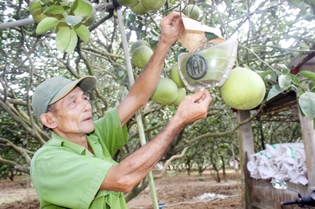 Bưởi hình thỏi vàng, bưởi hồ lô tại vườn của ông Ngô Văn Sơn (xã Tân Bình, huyện Vĩnh Cửu) sẵn sàng ra thị trường tết.