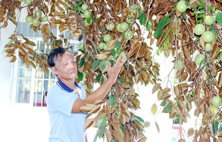 Ông Nguyễn Thái Giàu (xã Núi Tượng, huyện Tân Phú) bên vườn cây ăn trái của gia đình.