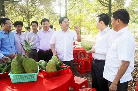 Đoàn thẩm định nông thôn mới trung ương thăm vườn cây ăn trái tại huyện Cẩm Mỹ. Ảnh: T.L