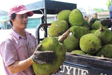 Mít trồng tại TX.Long Khánh.