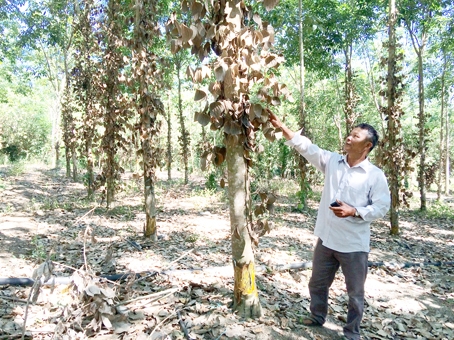 Tại vườn của ông Nguyễn Hữu Phúc, kẻ xấu đã chặt, đẽo quanh gốc cao su, khiến cho cây tiêu bị đứt gốc, chết khô.