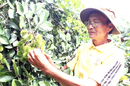 Vườn cây ăn trái rộng 3 hécta của ông Nguyễn Bá Đảo cho thu nhập trên 300 triệu đồng/năm sau khi trừ chi phí đầu tư và công chăm sóc.