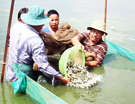 Hợp tác xã cá rô đồng Vĩnh Hưng (xã Tân Hạnh, TP.Biên Hòa) chuyển đổi sang sản xuất con giống cá chép giòn.