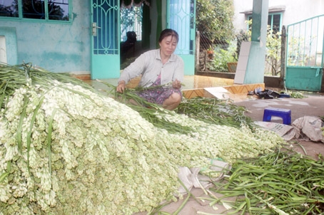 Nông dân bó hóa huệ sau khi thu hoạch.