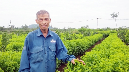 Ông Lại Văn Luyến (huyện Xuân Lộc) giới thiệu vườn rau ngót trồng xen canh cây cam sành.