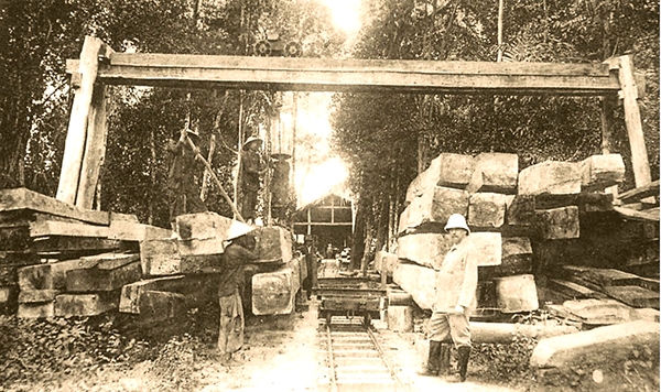 Khai thác gỗ của Công ty lâm nghiệp Đông Dương.