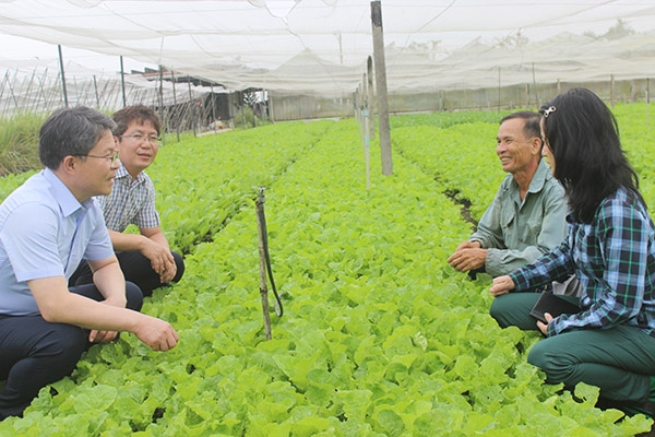 Rau VietGAP vẫn khó khăn về đầu ra. Trong ảnh: Sản xuất rau sạch tại Hợp tác xã rau sạch Trường An (xã Xuân Phú, huyện Xuân Lộc).