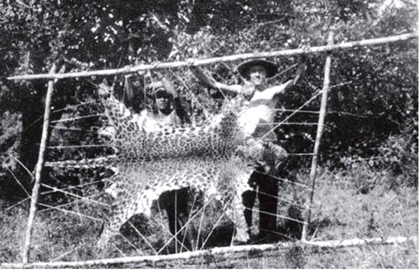 Báo đốm (beo) bị lột da sau khi săn. Da cọp và beo bán rất có giá tại Sài Gòn thời bấy giờ.