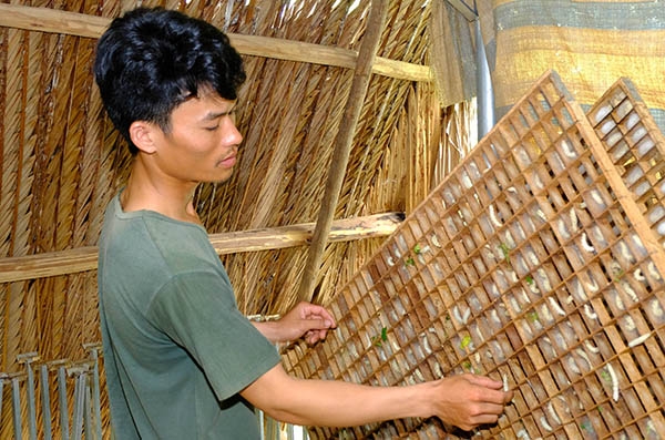 Anh Lăng Văn Linh (ngụ xã Xuân Đông, huyện Cẩm Mỹ) kiểm tra tằm đang nuôi trong trại nhà.