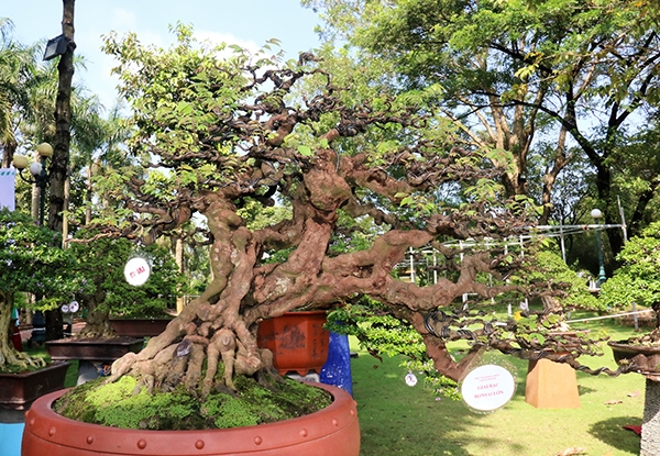 Một số bonsai trưng bày tại triển lãm bonsai triển vọng và chợ phiên sinh vật cảnh lần 7, năm 2018.