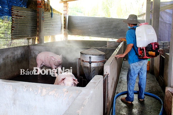 Một hộ chăn nuôi ở xã Hưng Lộc (huyện Thống Nhất) phun thuốc sát trùng, tiêu độc chuồng trại để phòng dịch tả heo châu Phi