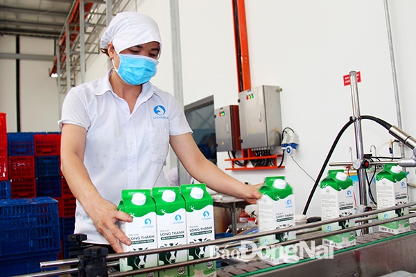Quy trình sản xuất sữa tươi thanh trùng tại nhà máy sữa của Công ty cổ phần Lothamilk (TP.Biên Hòa). 
