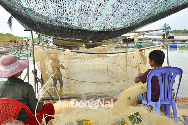 Cách thu hoạch cá cơm độc đáo, cần đến 4 người để gỡ cá ra khỏi các tấm lưới