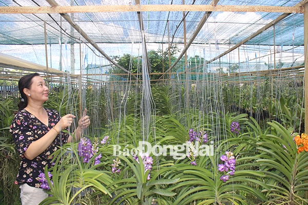 Mô hình trồng hoa lan công nghệ cao của nông dân tại TP.Biên Hòa