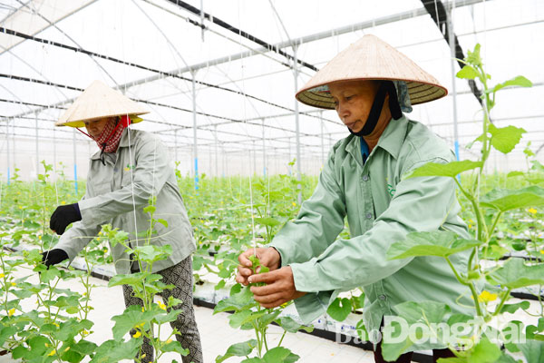 Sản xuất rau sạch ứng dụng công nghệ cao của Tập đoàn Vingroup đầu tư tại huyện Long Thành   Ảnh: T.L