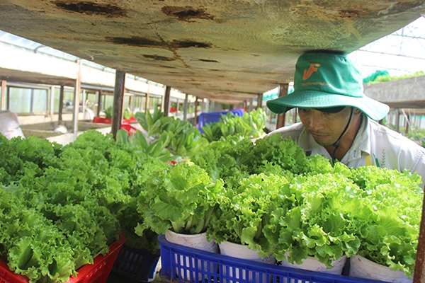 Trồng rau công nghệ cao trong nhà màng tại Công ty TNHH thương mại Trang Trại Việt